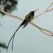 Red-billed Streamertail